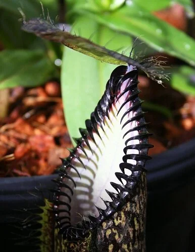 Nepenthes hamata (Gunung Lumut) — Scotland Carnivorous Plants